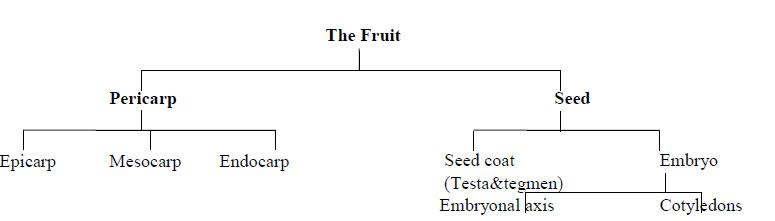 THE FRUIT
